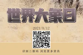 世界大象日 | 让我们共同守护人类的大朋友图片