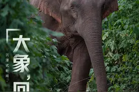 云南亚洲象群“回家”图片