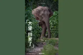 云南亚洲象群“回家”图片