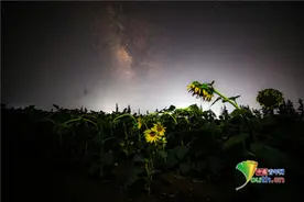 实拍叙利亚星空下的向日葵图片
