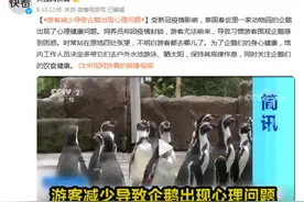 泰国：游客减少导致企鹅出现心理问题图片
