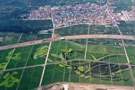 河北邯郸：“女娲补天”巨幅稻田画进入最佳观赏期图片