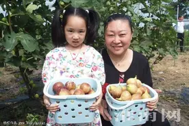 应台孜无花果熟了图片