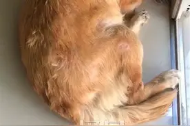 摩托撞完用棍击，福建泉州一金毛犬遭路人虐打浑身是伤图片