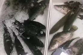 鲜味虽略逊，但却便宜了三五成，大热天不少人特意午后来买“仰泳鱼”|老谢逛菜场图片