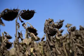 最高48.8℃！欧洲东南部极端高温，向日葵都热枯了图片