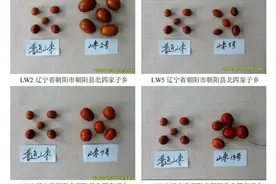 “美国大榛子”“嫁接酸枣”都是在咱辽宁培育的图片