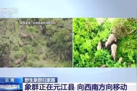 不足10公里的归家路！云南野生象群要经历哪“三难”？为你揭秘图片