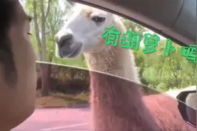 FUN丨突如其来！游客跟羊驼打招呼反被喷口水：没胡萝卜喂，它生气了图片