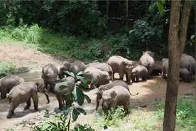 西双版纳保护亚洲象的四大模式图片