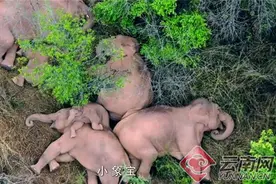 世界大象日，童谣《小象宝》今日央视首发图片