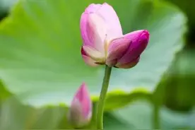 大明湖出现第三朵并蒂莲图片