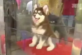 带3种病毒、一周内病死…昆明女子花1600元疑买到“星期狗”图片