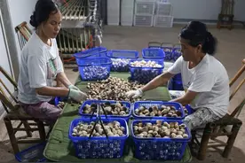 秸秆利用，草菇丰收图片