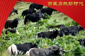 雪域欢歌70载·西藏启航新时代丨西藏创新传统产业力促经济转型图片