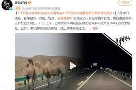 车撞骆驼，公路全责？图片