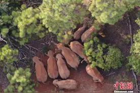 大象“南归”图片