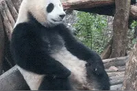 滚滚助力奥运！围观大熊猫的体育赛事图片