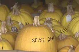 上海崇明金瓜每年种植三茬可全年供应，正逐步走向全国市场图片