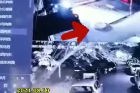 西安一小区闯入7只流浪狗咬死9只流浪猫 民警出手了图片