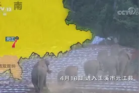110多天 1300多公里“象”往之路成最美风景图片