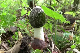 贵州桐梓：红托竹荪拓宽“致富路”视频封面