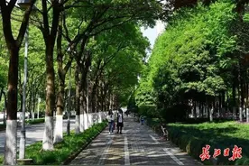 武汉“高颜值”林荫路越来越多，总长可往返武汉广州两个来回图片