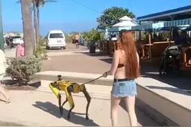 你的下一只宠物，会是机器狗？图片