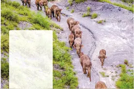 群象渡河 北游南归图片