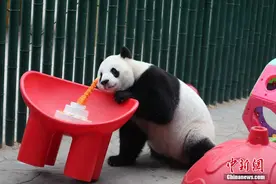 沈阳森林动物园为大熊猫过生日图片
