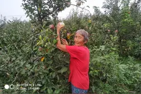 商丘果农10万多斤早熟苹果滞销，大量果子熟透落地急需收购图片