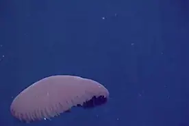 首次被拍到！美国科学家在水下2300英尺处发现一种红色水母图片