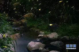 闽侯大湖乡：萤火虫之舞图片