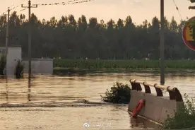 河南政府发布补贴政策助农业恢复图片