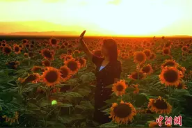 甘肃金昌万亩向日葵沐浴夕阳满目金黄图片