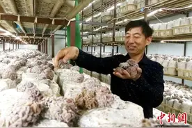 江苏沛县：大沙河畔小蘑菇撑起乡村全面振兴大产业图片