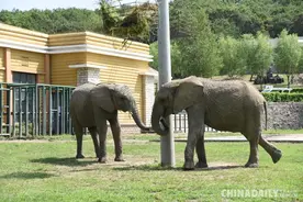 浪漫七夕 北方森林动物园里看花式“秀恩爱”图片