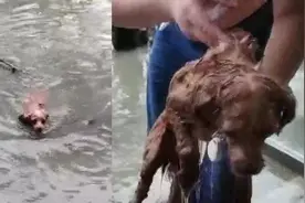好心疼！暴雨后这只狗狗独自游到宠物医院求生图片
