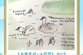 “绿色童画”海报联展（70）丨自然笔记——小䴙䴘图片