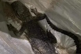 杭州小区出逃的鳄鱼和益乐新村那条在一起了，网友的画风是这样的图片