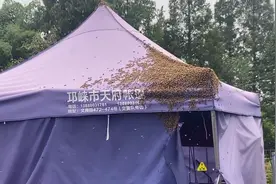 成都邛崃：逃逸蜜蜂聚集高速收费站，消防员及时处置保安全图片