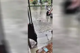 暴雨致道路积水狗狗奋力自救 好心店主帮其回家图片