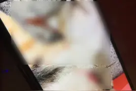 男子用鱼镖射杀多只上海小区流浪猫，经警方教育上交杀猫工具图片