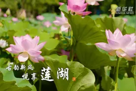 千城胜景丨古韵新风 悦享莲湖视频封面