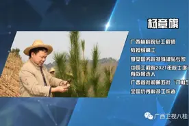 杨章旗：松树“做媒”图片