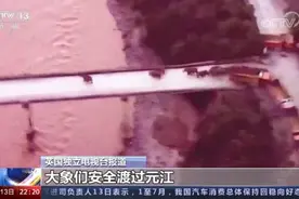 “出游”象群圈粉无数！除了你我，还有一群外国粉丝图片