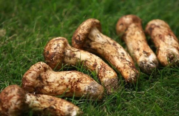 2021鏉捐尭灏濋矞瀛ｅ€掕鏃讹紝浠婂勾浣犲悆鏉捐尭浜嗗悧