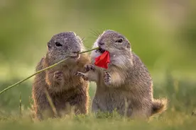 匈牙利：松鼠觅食途中“开小差”小脑袋凑一起闻花香表情陶醉图片