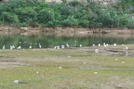 不光“银河搭鹊桥”！今天，大群鸟儿北京拒马河“秀恩爱”图片