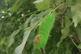你见过五颜六色的蚕宝宝吗？图片
